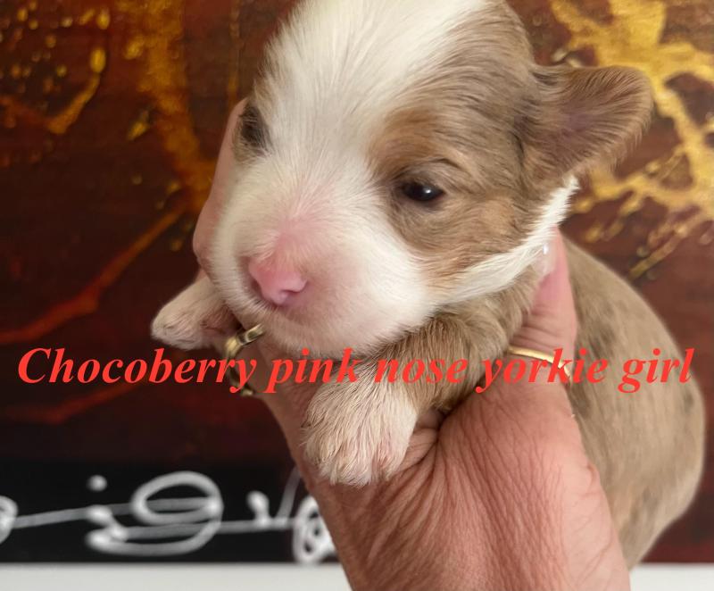 Yorkshire exotic yorkie puppies