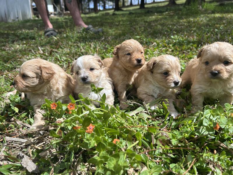 Tiny toy Cavoodles male and female