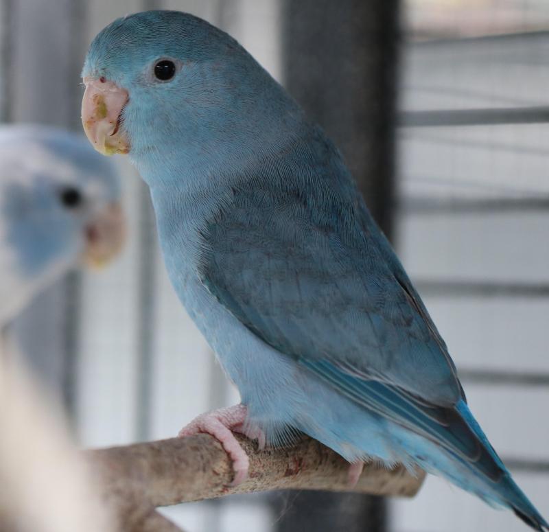 Parrotlets for sale, all colours