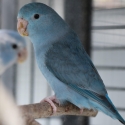 Parrotlets for sale, all colours