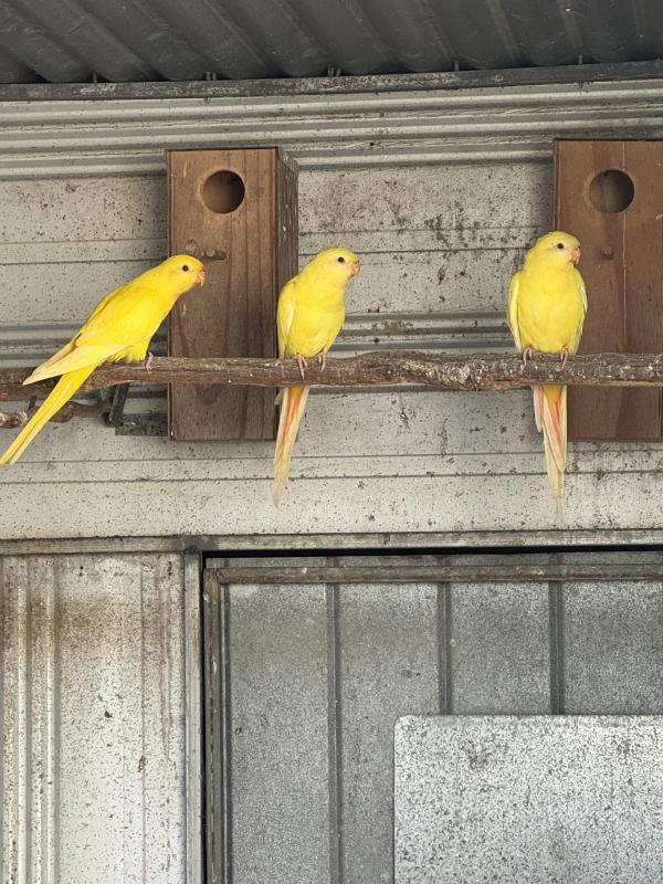 Lutino superb parrots