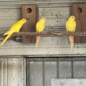 Lutino superb parrots