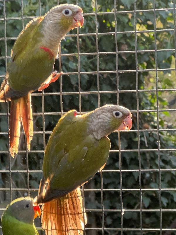 Cinnamon crimson belly conure