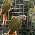 Cinnamon crimson belly conure