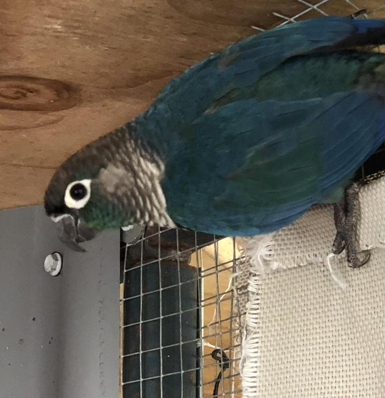 DFVT Green Cheek Male