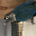 DFVT Green Cheek Male