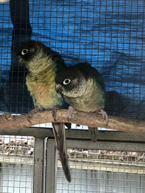 Proven Breeding Pair of DFVT Green Cheek Conures