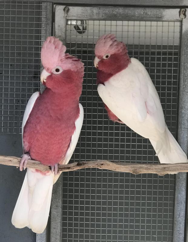 Lutino Galahs