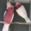 Lutino Galahs