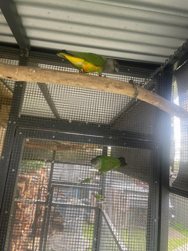 Senagal Parrot breeding pair
