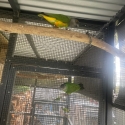 Senagal Parrot breeding pair