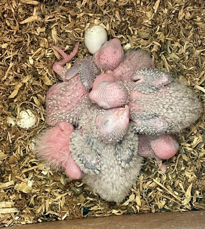 For Sale - Baby Green-cheeked Conures for Hand-raising