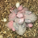 For Sale - Baby Green-cheeked Conures for Hand-raising