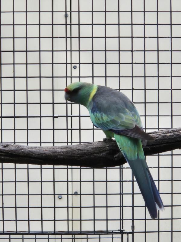 Mallee Ringneck Hen