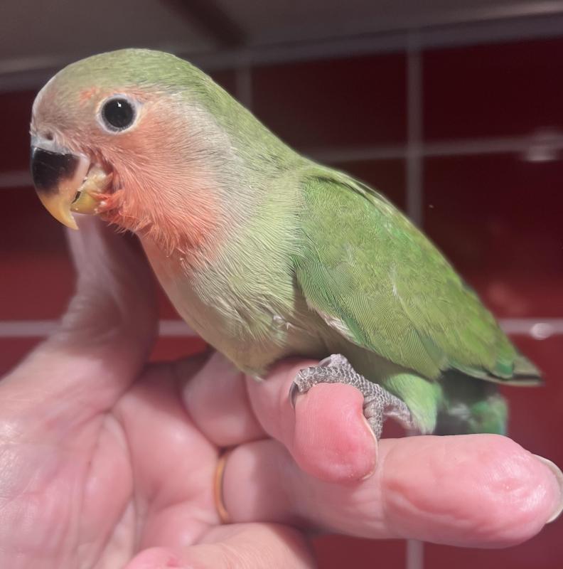 Hand Raised Baby Peachfaces 9 Weeks Old