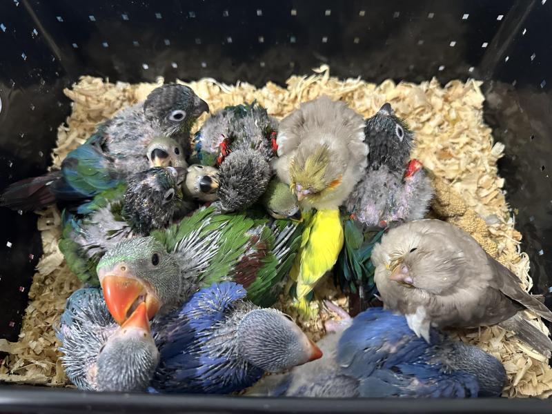 CHICKS FOR RAISING