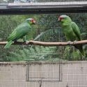 Red-lored Amazons