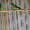 YOUNG PAIR DERBYANS