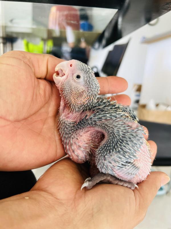 Galah x Corella Babies