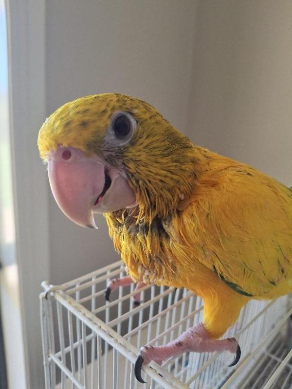 Young HEN Queen of Bavaria Conure