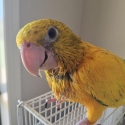Young HEN Queen of Bavaria Conure