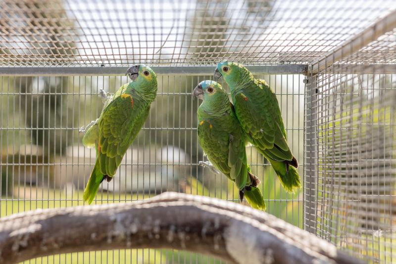 Blue Fronted Amazon