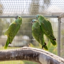 Blue Fronted Amazon