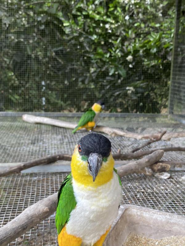Pair of Caiques