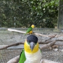 Pair of Caiques