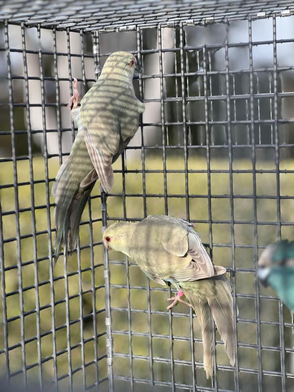 Fallow Kakariki mutations