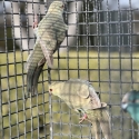 Fallow Kakariki mutations