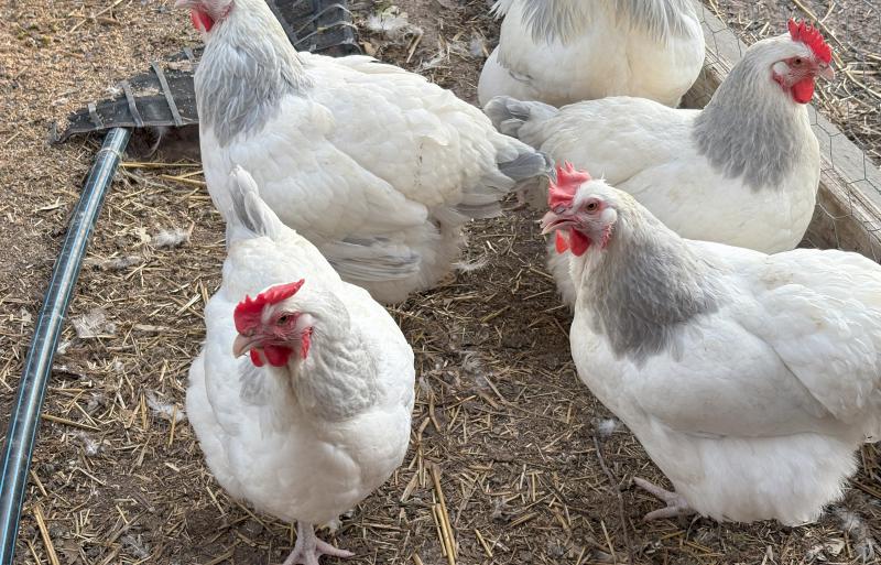 Coronation sussex Fertile Eggs