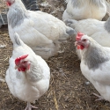 Coronation sussex Fertile Eggs