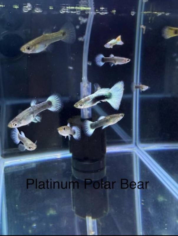 Fancy Guppy for sale