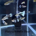 Fancy Guppy for sale