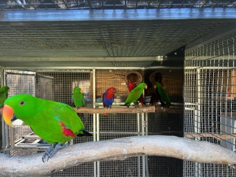 Eclectus parrots males and females breeding pairs
