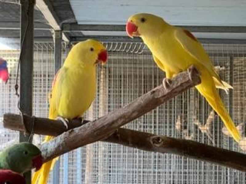Alexandrine babys normal and diffrent Mutation Colours