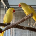 Alexandrine babys normal and diffrent Mutation Colours
