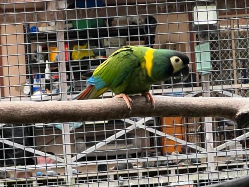 yellow collered macaws  breeding pair