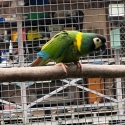 yellow collered macaws  breeding pair