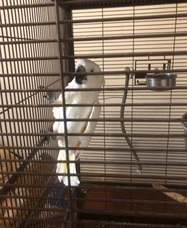 Rex- Male Umbrella Cockatoo Parrot - 3yrs old