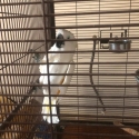 Rex- Male Umbrella Cockatoo Parrot - 3yrs old
