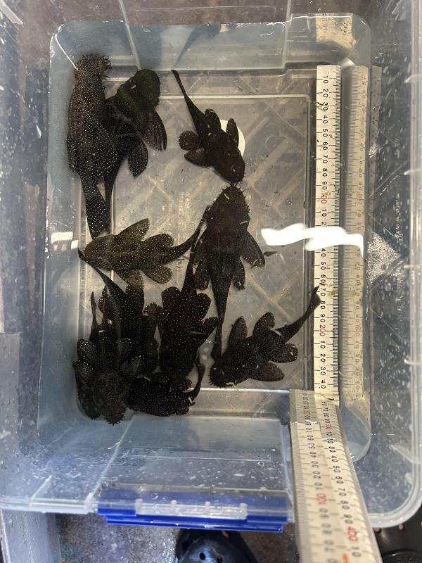 Massive peppermint Bristlenose colony