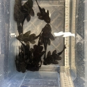 Massive peppermint Bristlenose colony
