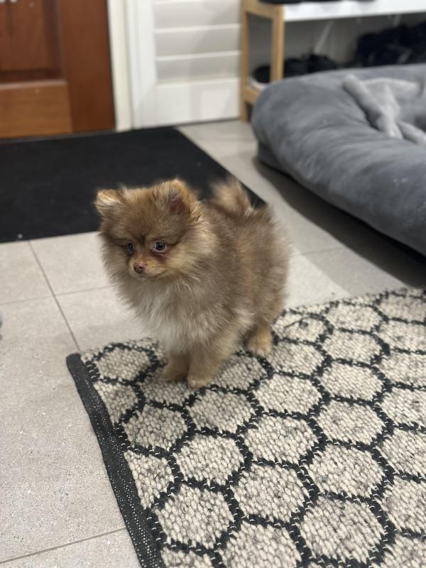 Pomeranian Chocolate Sable Male