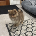 Pomeranian Chocolate Sable Male