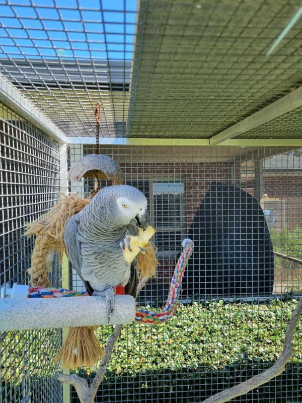 African Grey Proven Male