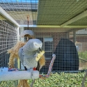 African Grey Proven Male