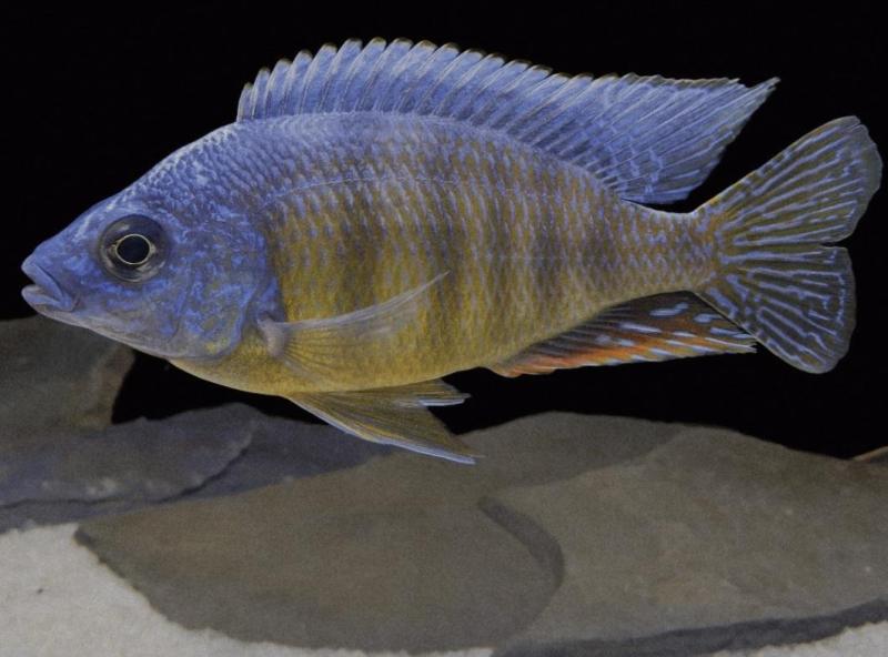 African cichlids
