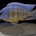 African cichlids